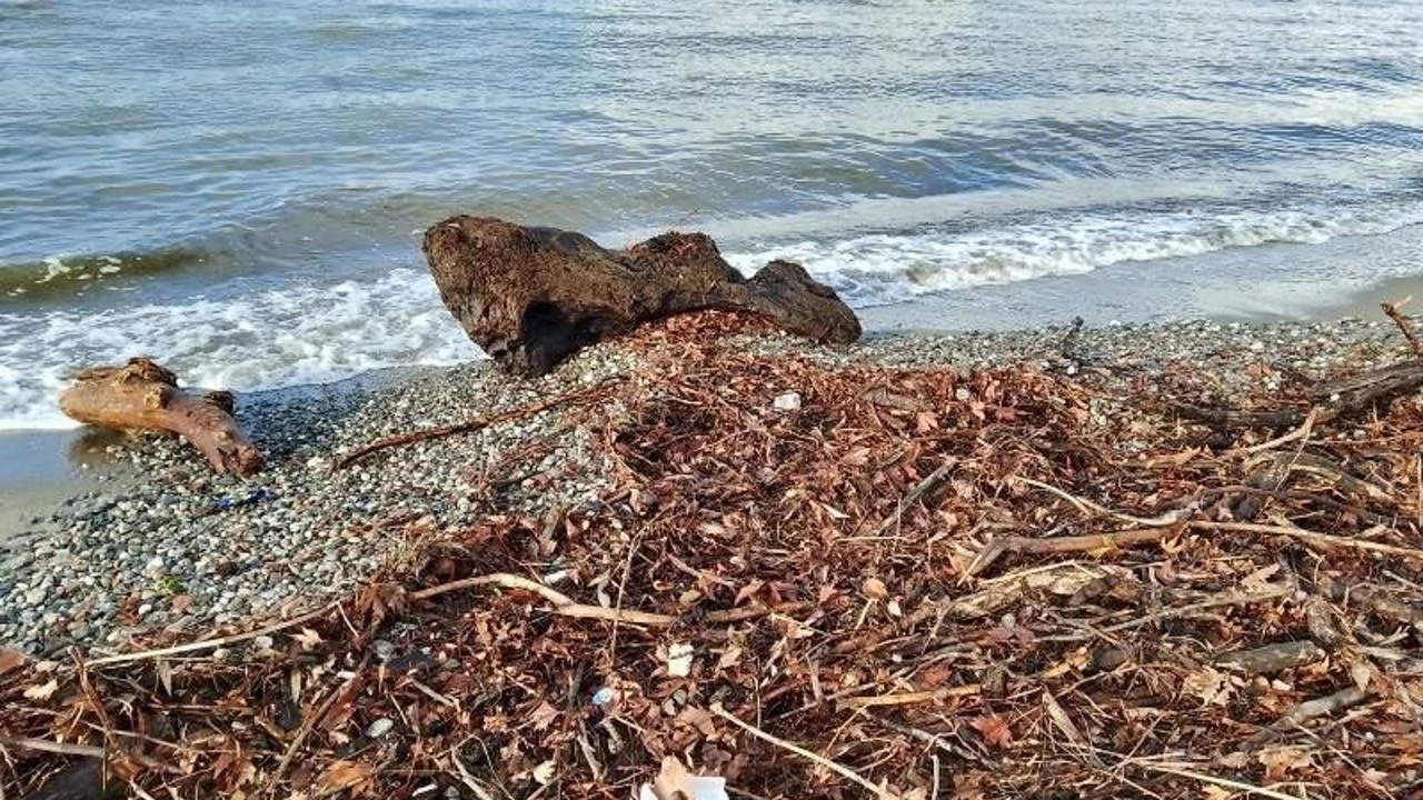 Edremit’te şiddetli lodos, sahili ağaç dalları ve yosunla doldurdu
