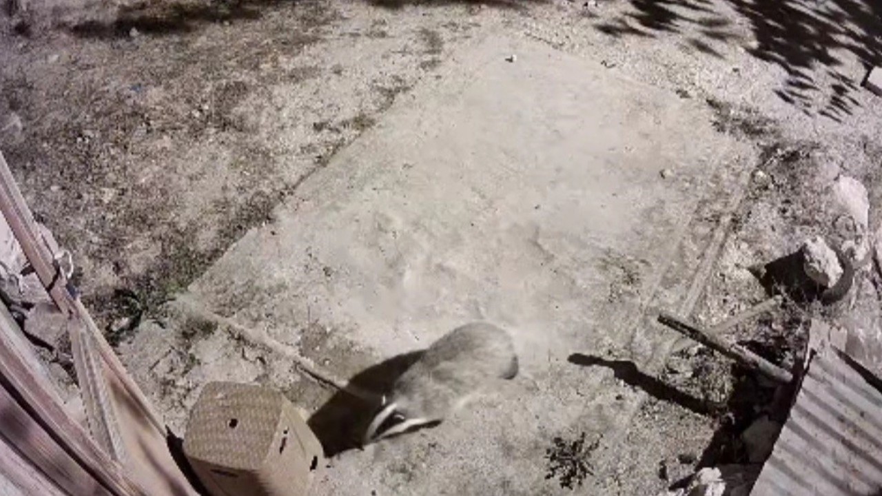 Türkiye’de nadir görülen bal porsuğu ile sansar kamerada
