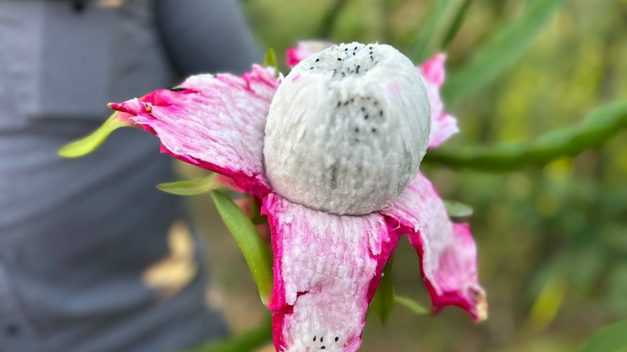 Türkiye’nin tarım merkezinde ejder meyvesi hasadı başladı, kilosu 180 TL’den alıcı buluyor
