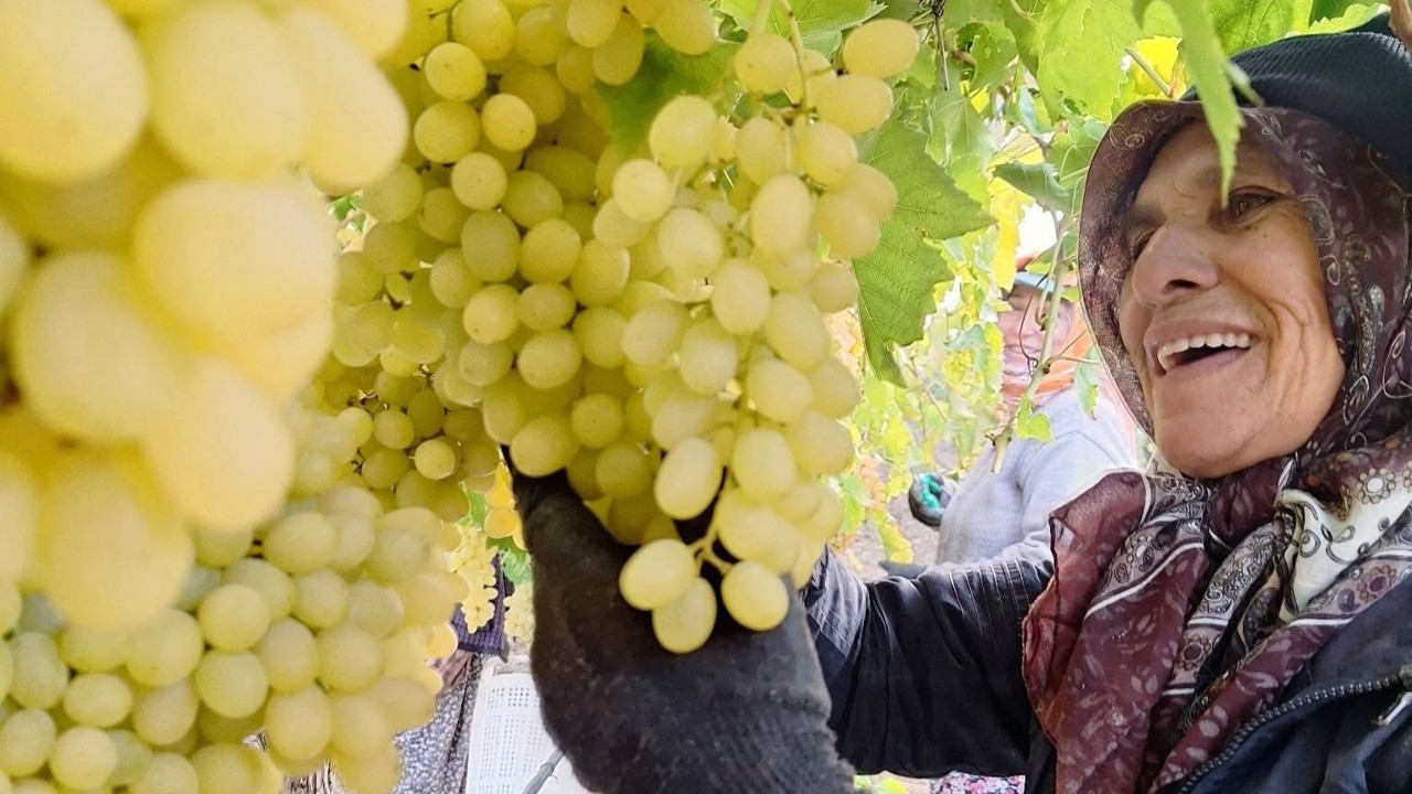 Ekim ayı bitiyor, üzüm bitmiyor
