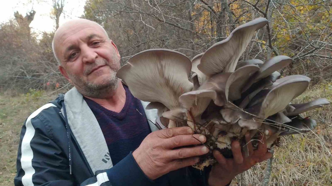 Kanlıca mantarı vatandaşların ilgi odağı oldu
