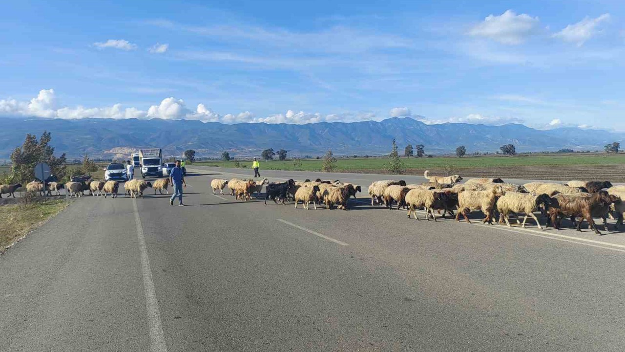 Yayladan dönen koyun sürüsünün geçişi için trafiğin durduğu kara yolunda korna sesi yerine çan sesi yankılandı
