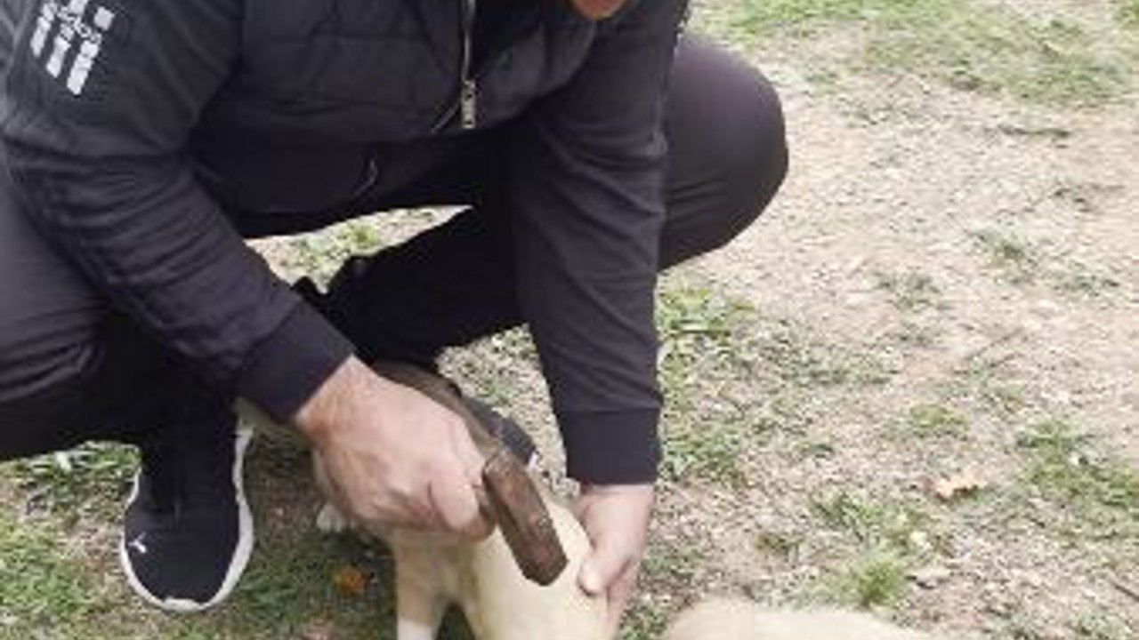 Yavru köpeğin merakı kırılan testi ile son buldu
