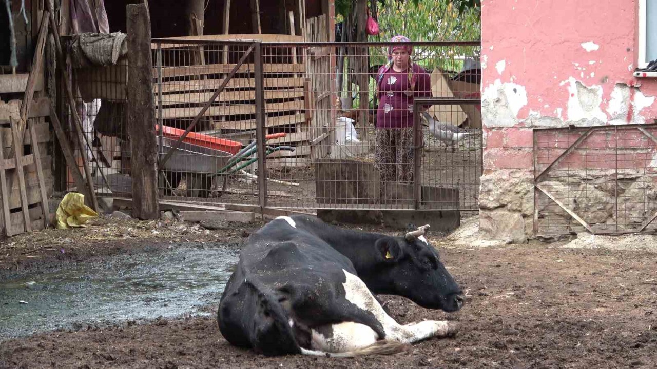 Besiciler şapın yol açtığı zararların karşılanmasını istedi
