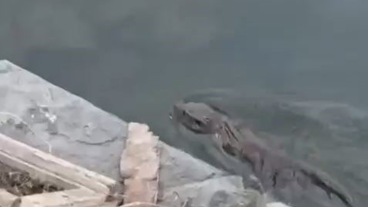 Nesli tükenmekte olan su samuru Küçükçekmece’de görüldü
