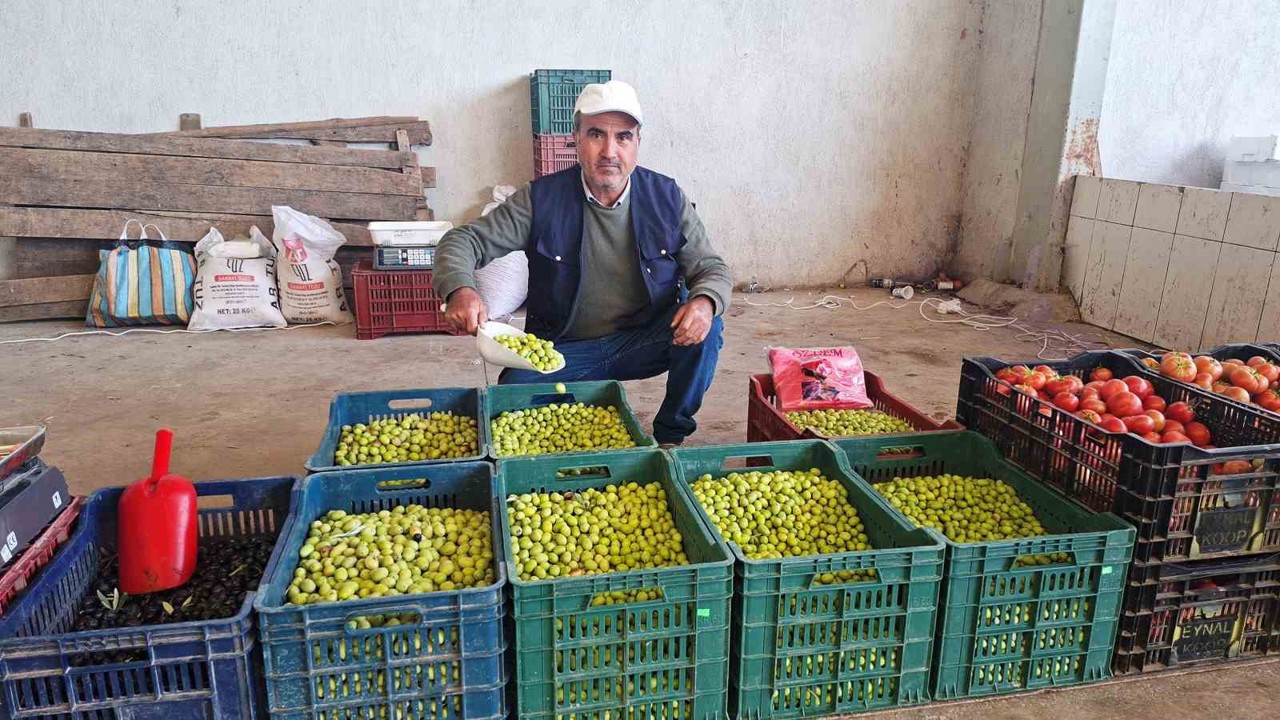 Hisarcık’ta salamura zeytin yapımı yaygınlaştı
