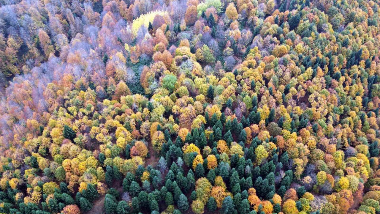 Sakarya’da sonbahar güzelliği göz kamaştırıyor
