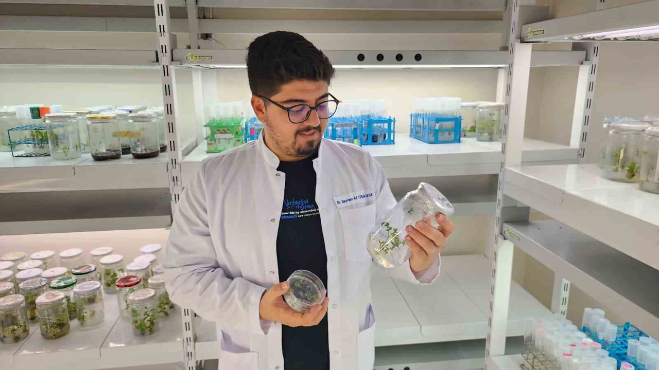 Yüksek antioksidan kapasiteye sahip yeni domates geliştirilecek
