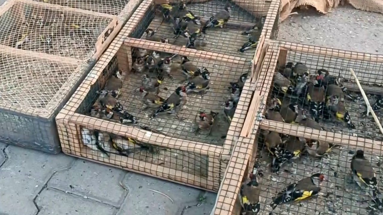 Yasadışı avcılığa 655 bin TL ceza: 80 saka kuşu ele geçirildi
