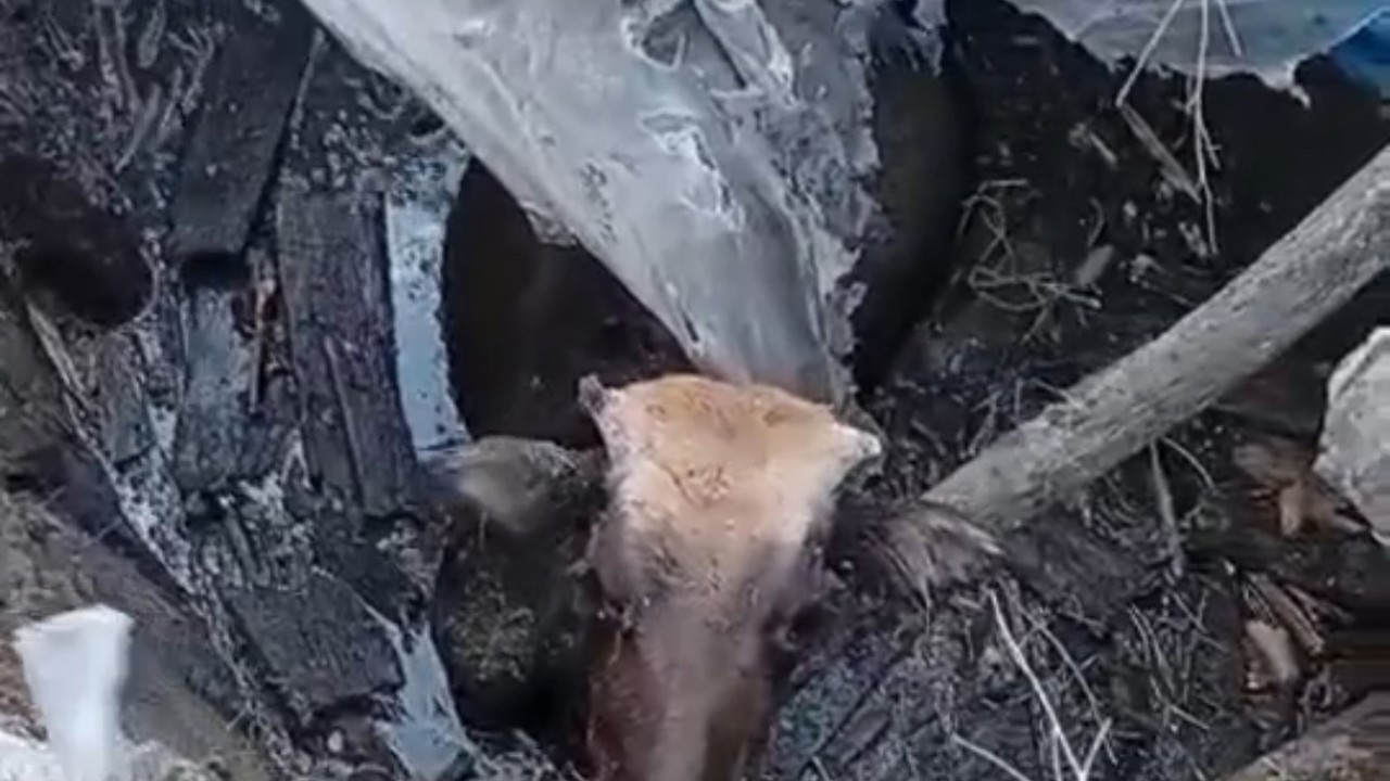 Yüksekova’da bataklığa saplanan ineği itfaiye ekipleri kurtardı
