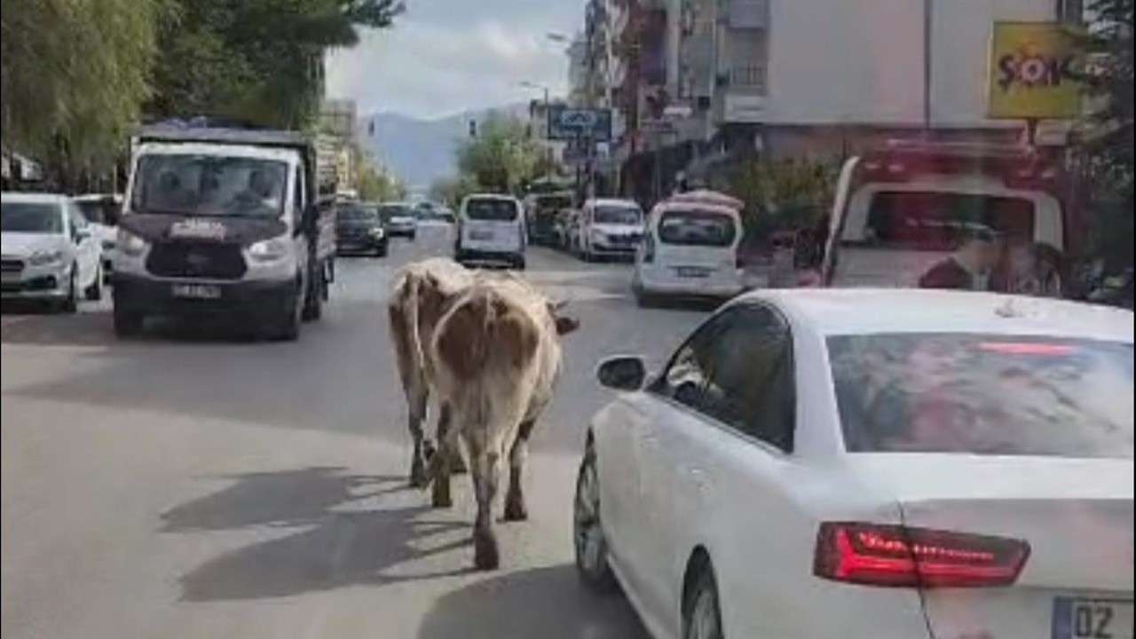 Elazığ’da caddeye çıkan inekler sürücülere zor anlar yaşattı
