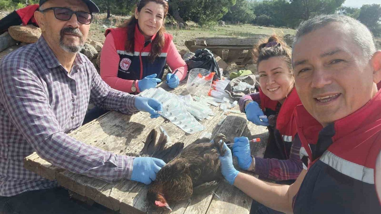 Söke’de kırsal mahallelerdeki tavuklardan kuş gribi numunesi alındı
