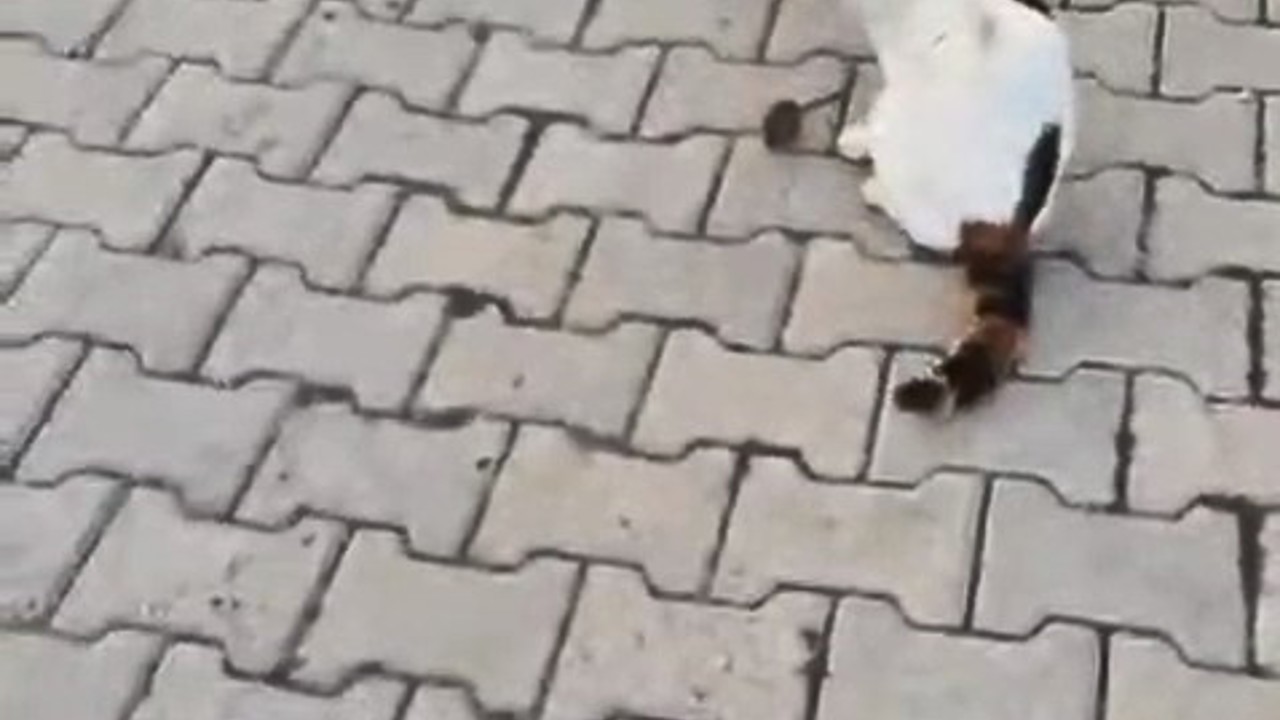 Kedinin fareyle oyunu kamerada
