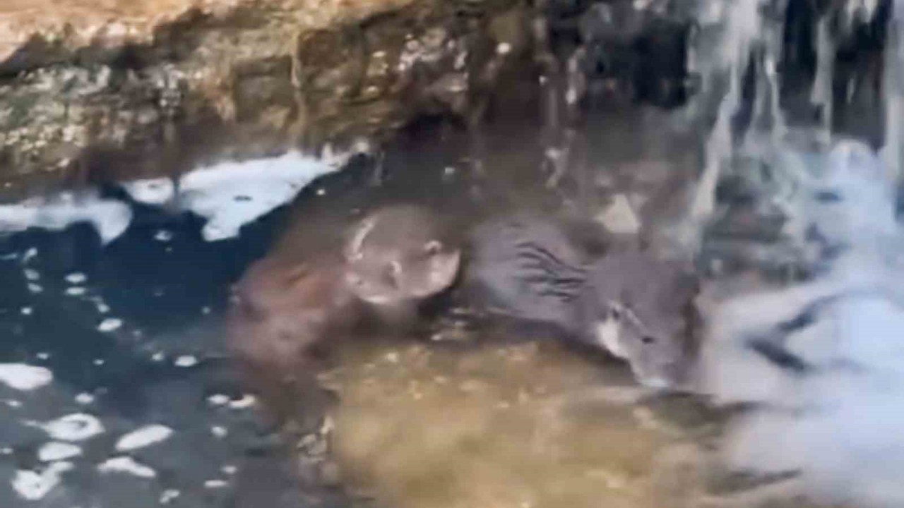 Nadir görülen yavru su samurları görüntülendi
