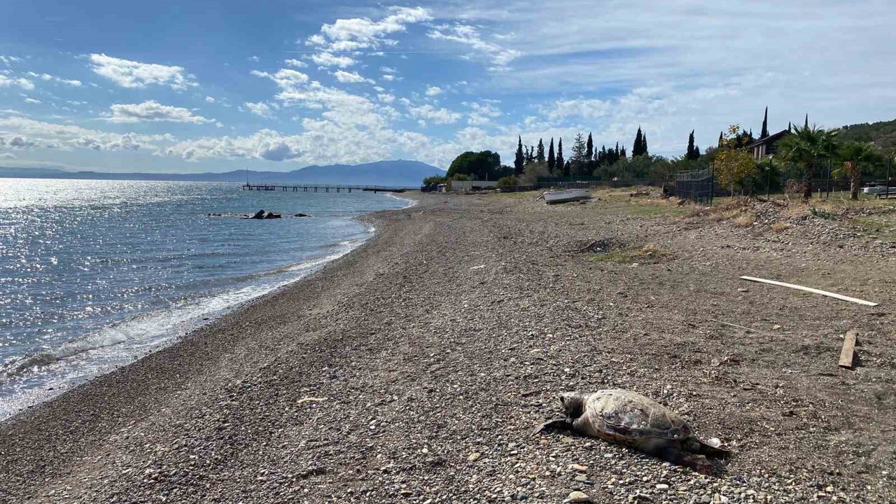 Çanakkale’de sahile ölü caretta carettalar vurdu
