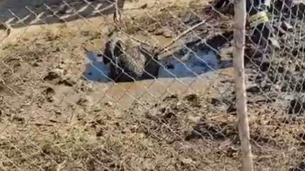 Septik kuyusuna düşen yaban domuzu, traktör yardımıyla kurtarıldı
