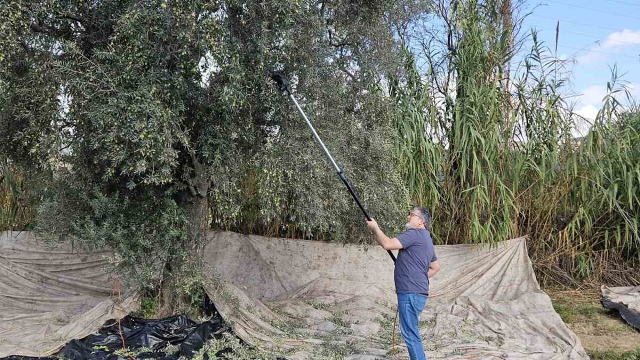 Aydın’da yağışların ardından zeytin hasadı başladı
