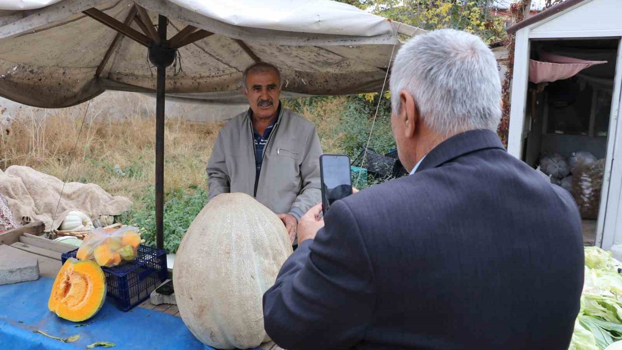 Ata tohumu 51 kiloluk dev kabak ilgi odağı oldu
