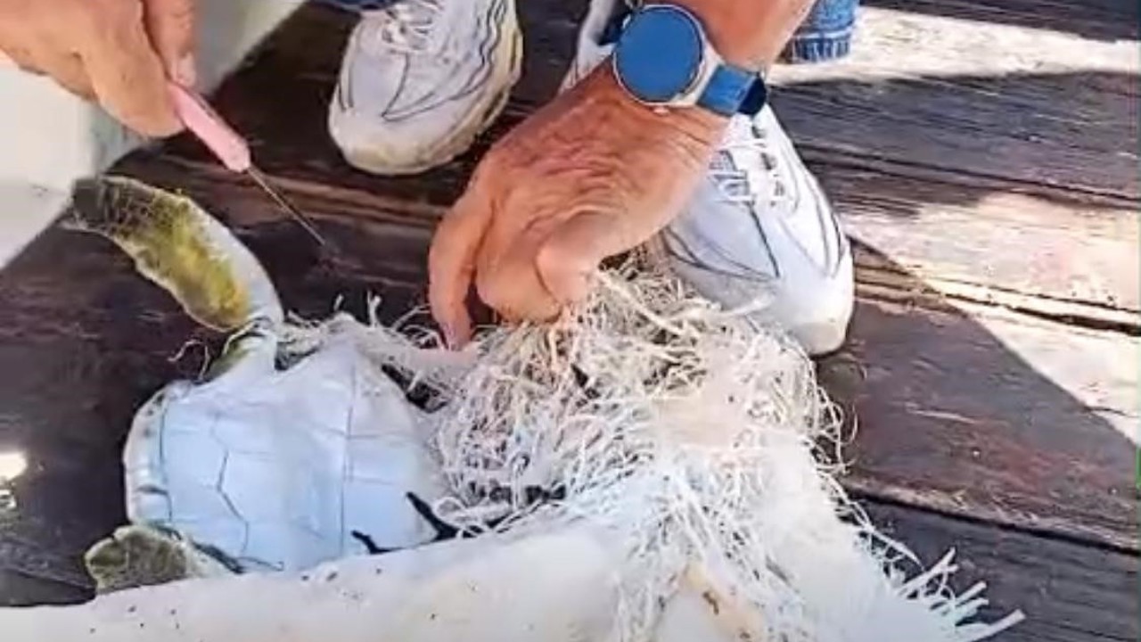 Marmaris Körfezi’nde çuvala dolanan deniz kaplumbağasını çevreciler kurtardı
