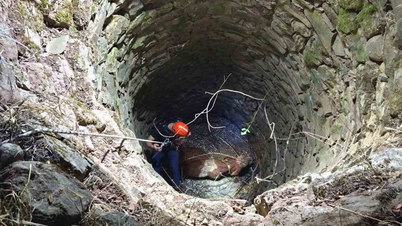 Siirt’te su kuyusuna düşen ineği ekipler kurtardı
