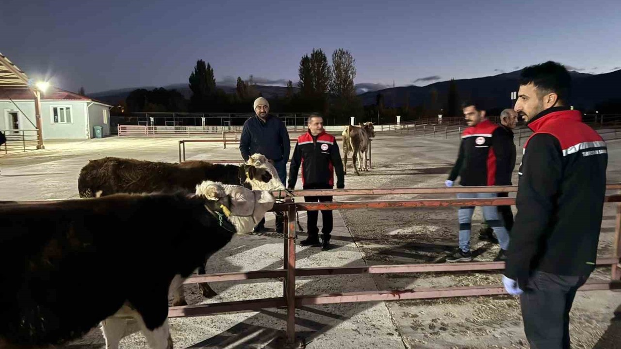 Erzincan canlı hayvan pazarı yeniden açıldı
