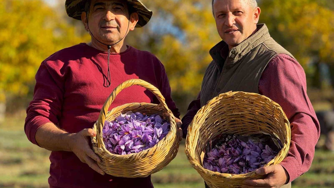 AB tescilli safranın hasadı sürüyor
