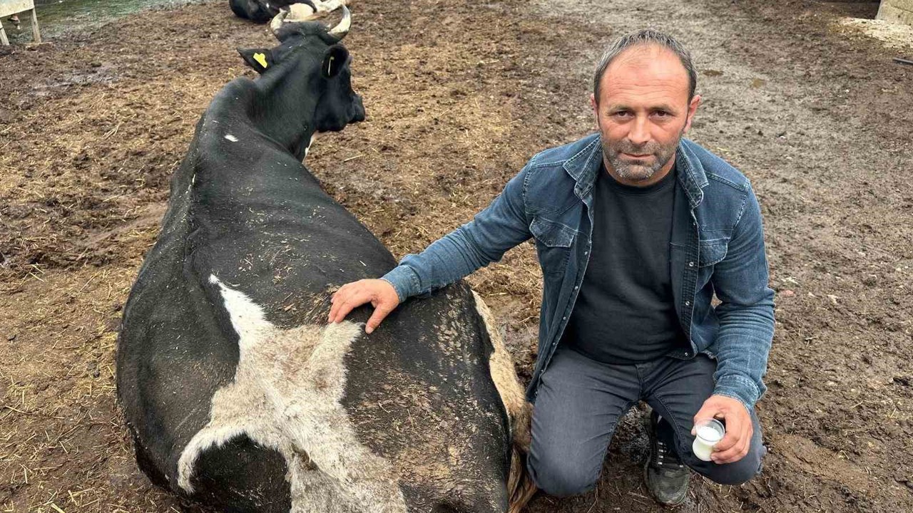 Şap vurdu: 35 litre süt veren sığırdan bir çay bardağı süt almaya başladı
