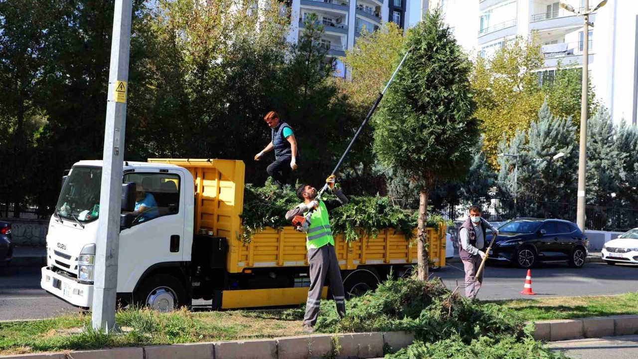 Kent genelinde ağaç budama çalışmaları başladı
