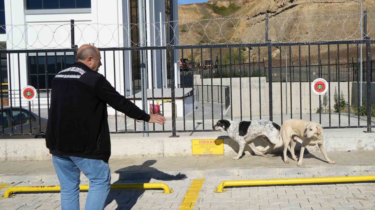 Başıboş sokak köpekleri toplanarak barınağa götürüldü
