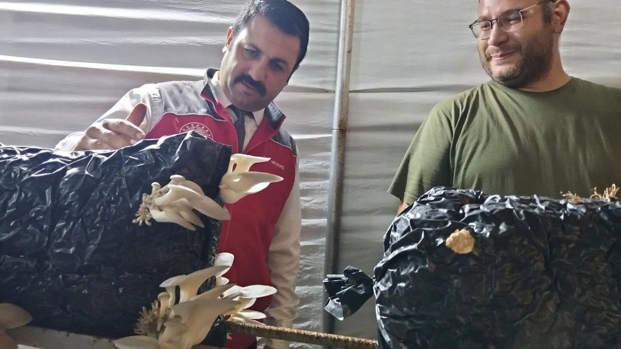 Menteşe’de istiridye mantarı üretimine yerinde denetim

