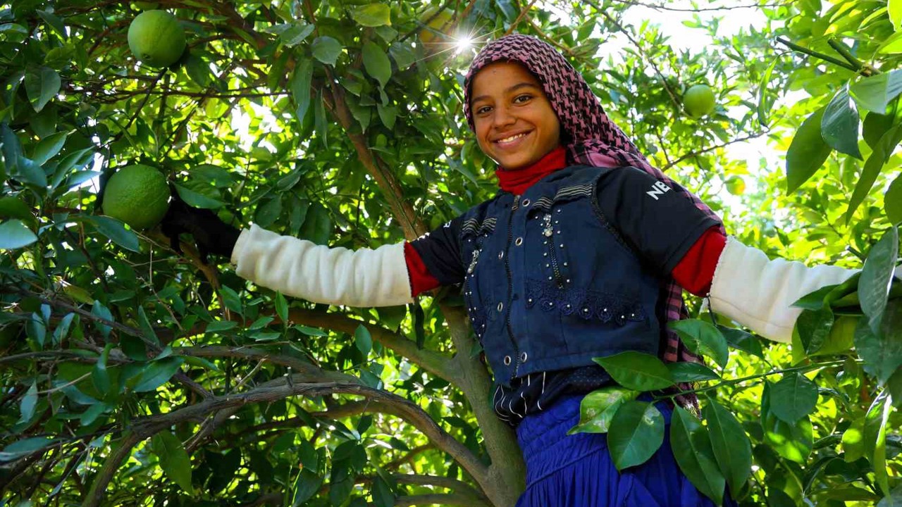 Adana’da portakal hasadı başladı, 360 bin ton rekolte bekleniyor
