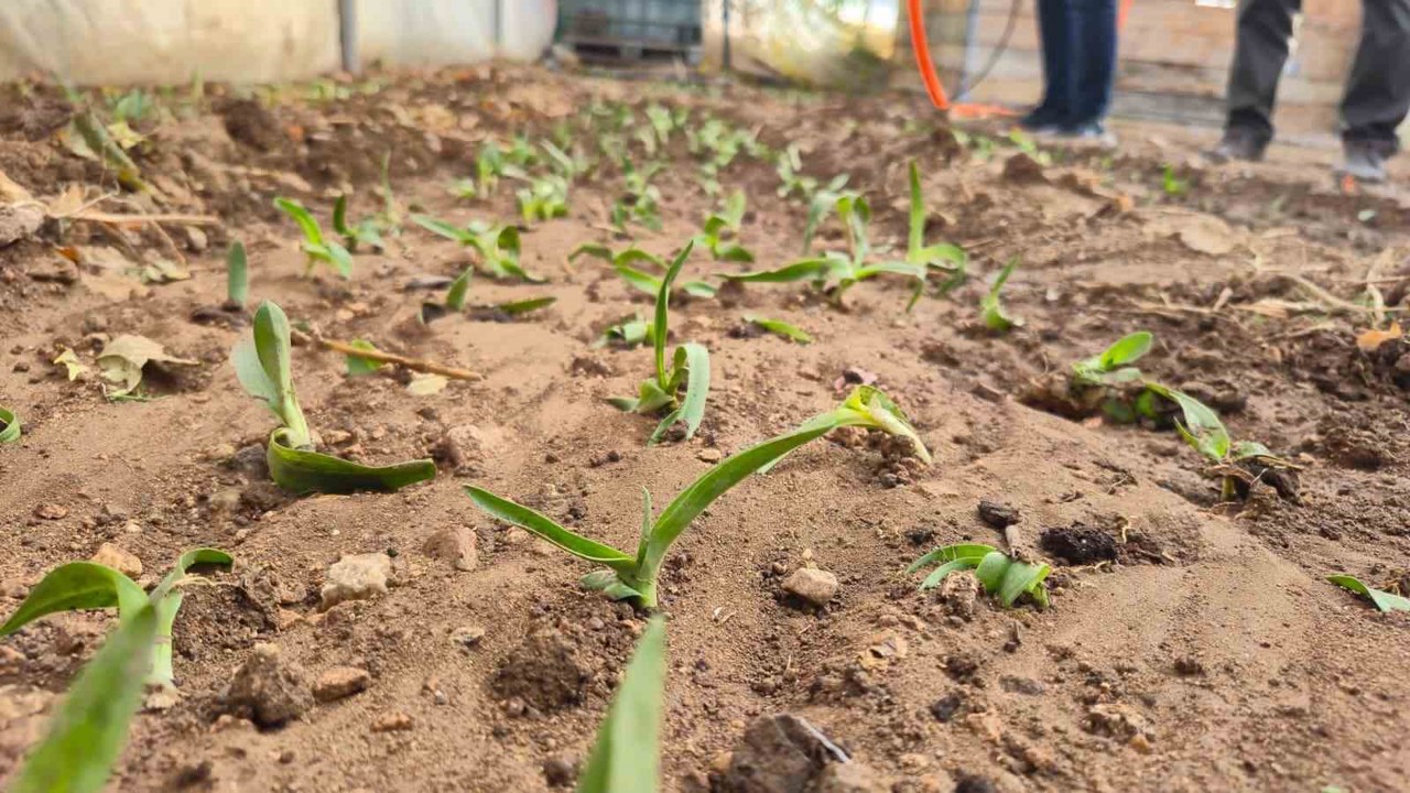 Kadın üreticilere salep fidesi dağıtıldı
