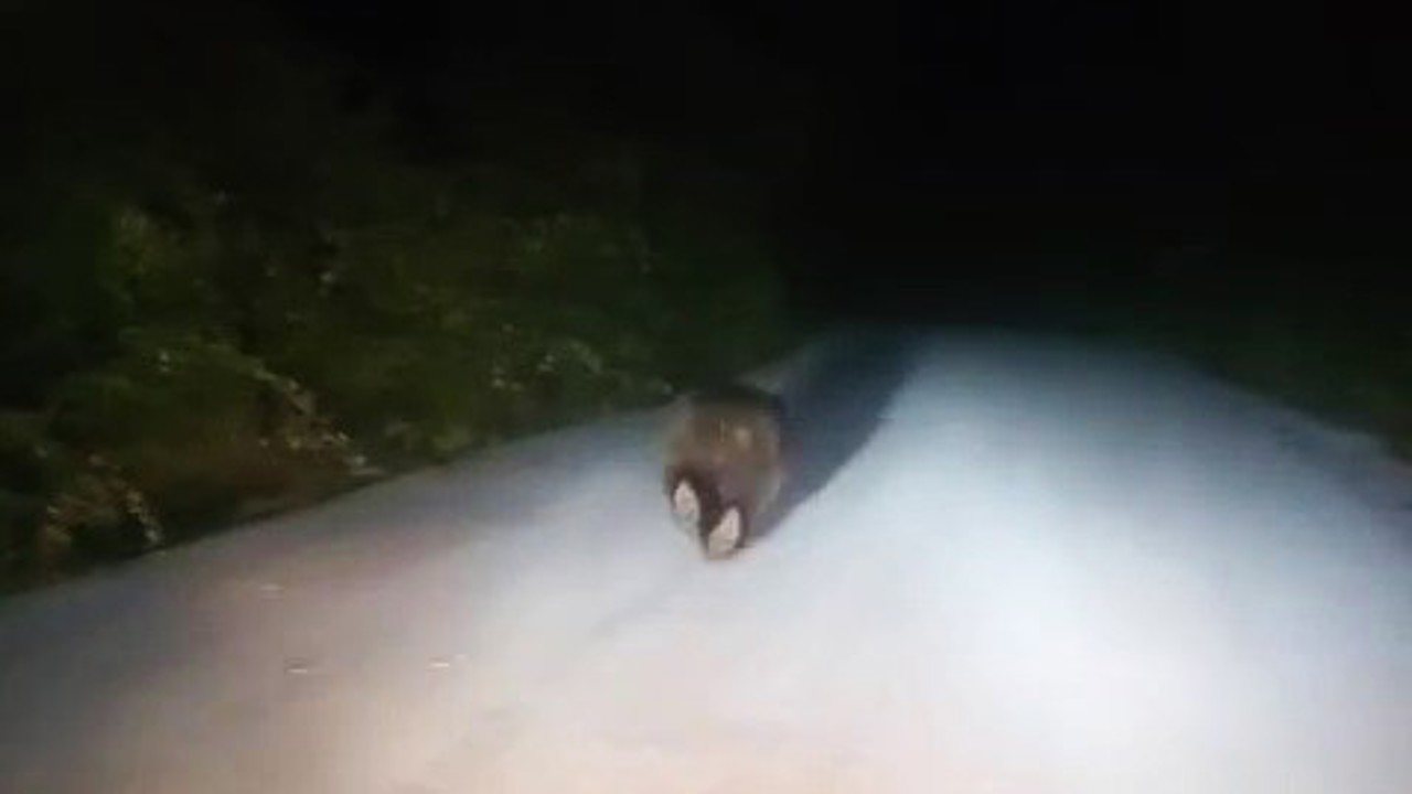 Karabük’te yolda koşan ayı kamerada
