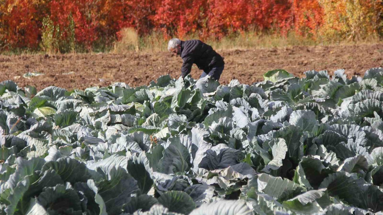 Deden toruna kalan ata tohumundan üretilen lahanaların hasadı başladı
