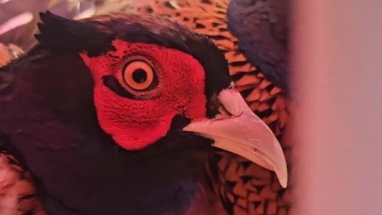 Ordu’da doğaya 200 sülün salındı
