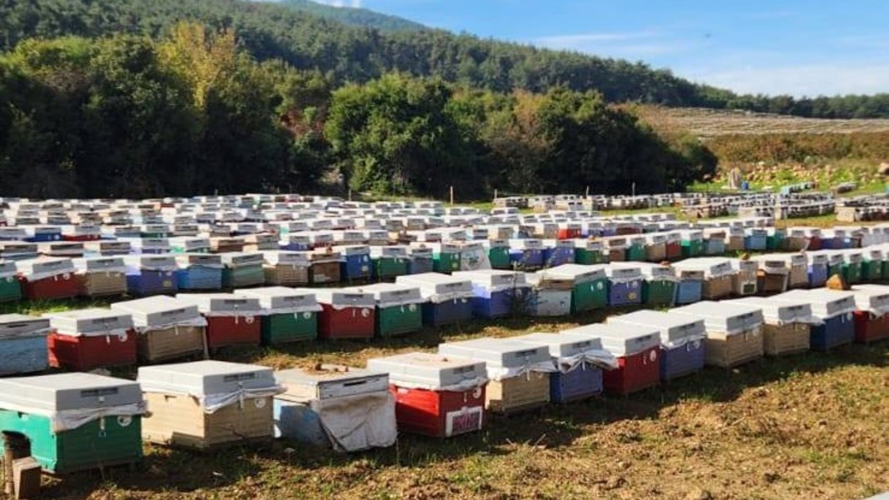 Söke’de arılı kovan tespiti yapıldı
