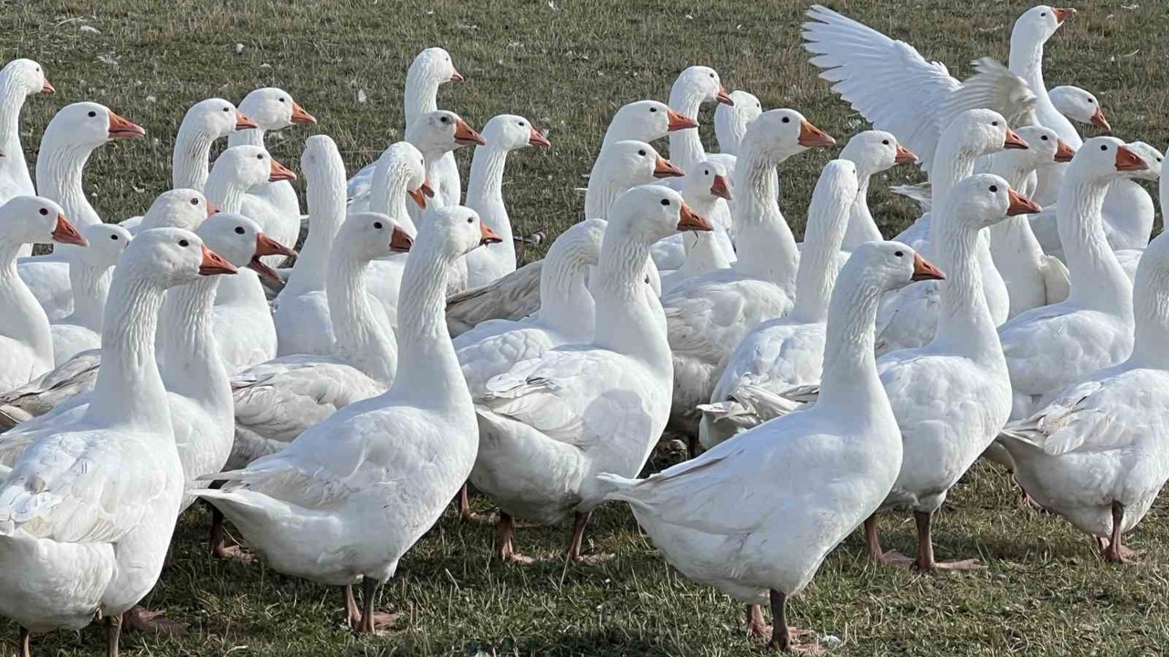 Kars’ta sofralarının vazgeçilmezi: ’Kar yiyen kazlar’ kesime hazır
