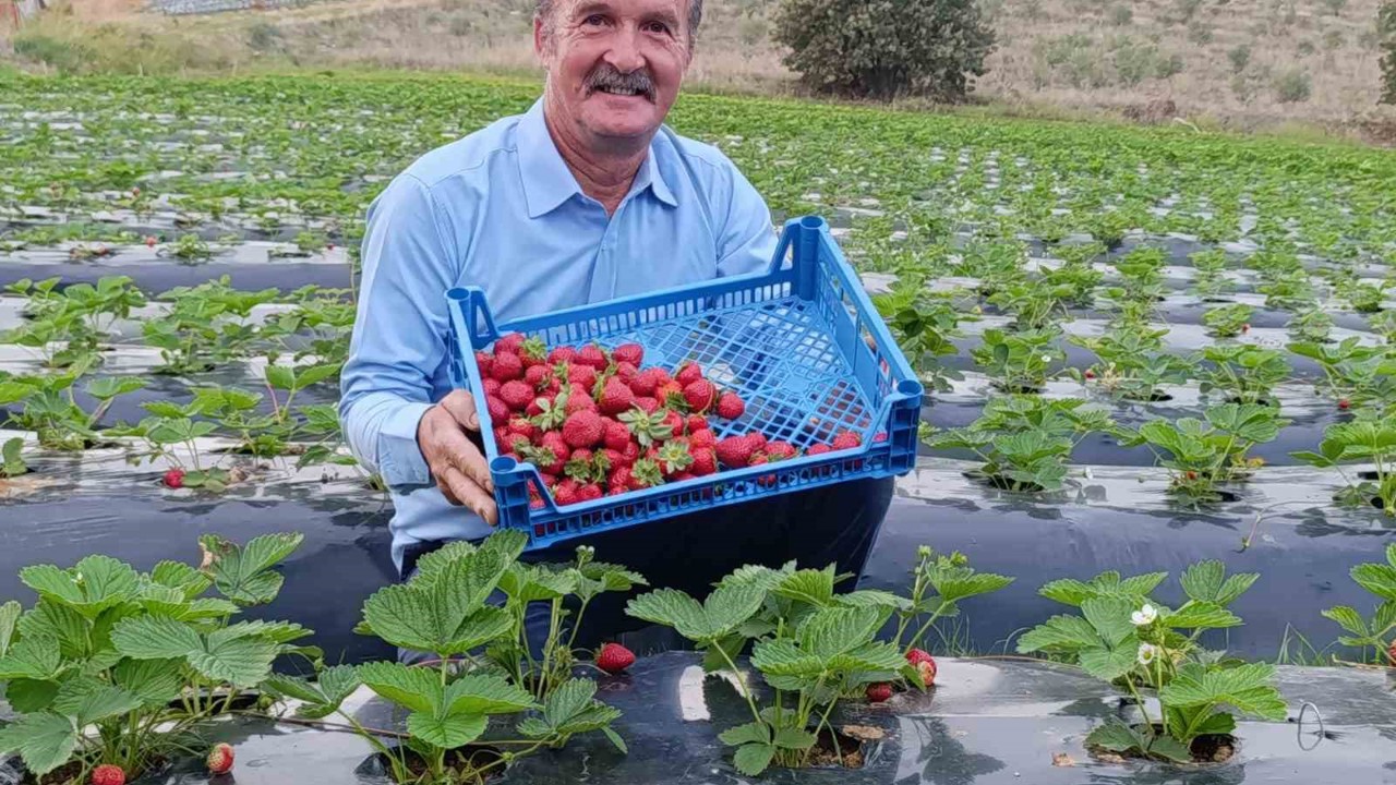 Köprübaşı’nda kasım ayında çilek bereketi

