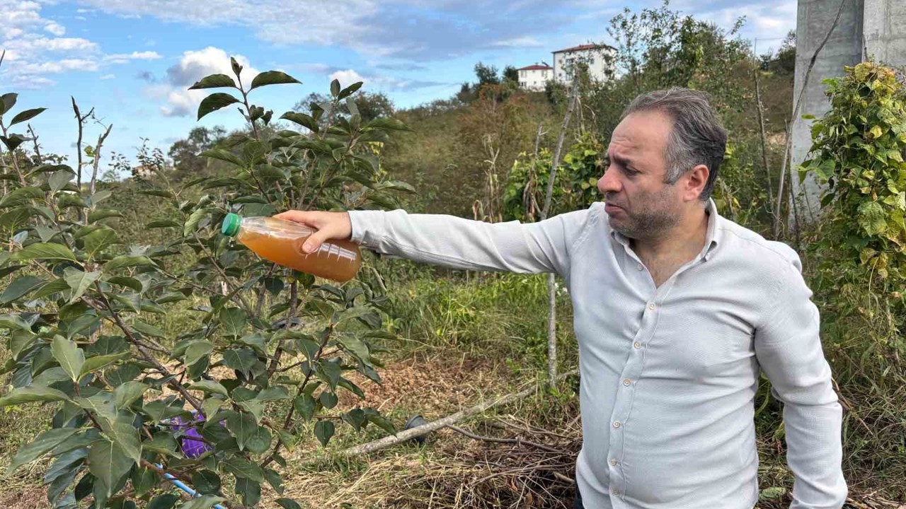 Kadife çiçeği ve soğanla kahverengi kokarcaya doğal çözüm

