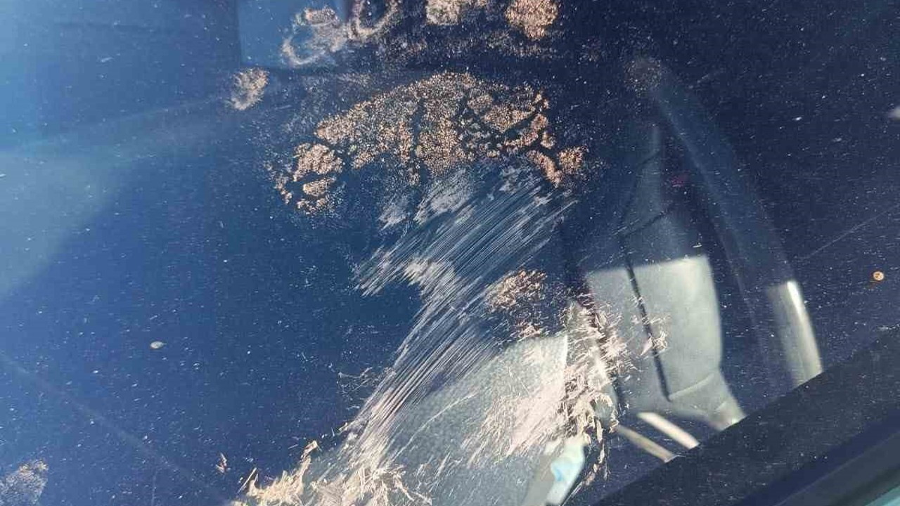 Gümüşhane’de ayı park halindeki araca saldırdı
