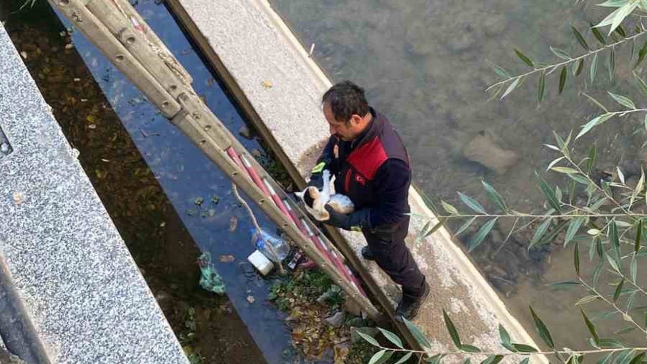 Gümüşhane’de çaya düşen yavru kediyi itfaiye ekipleri kurtardı
