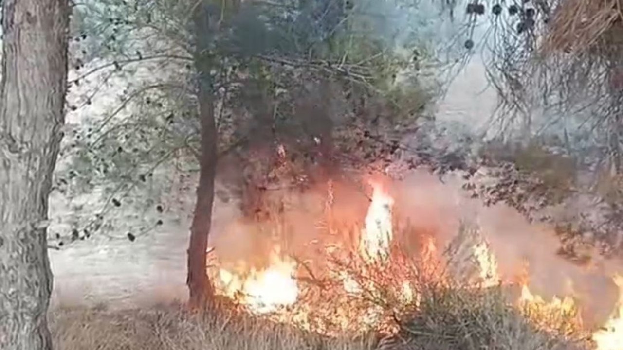 Adana’da bir çocuğun çıkardığı öne sürülen yangında 100 zeytin ağacı yandı
