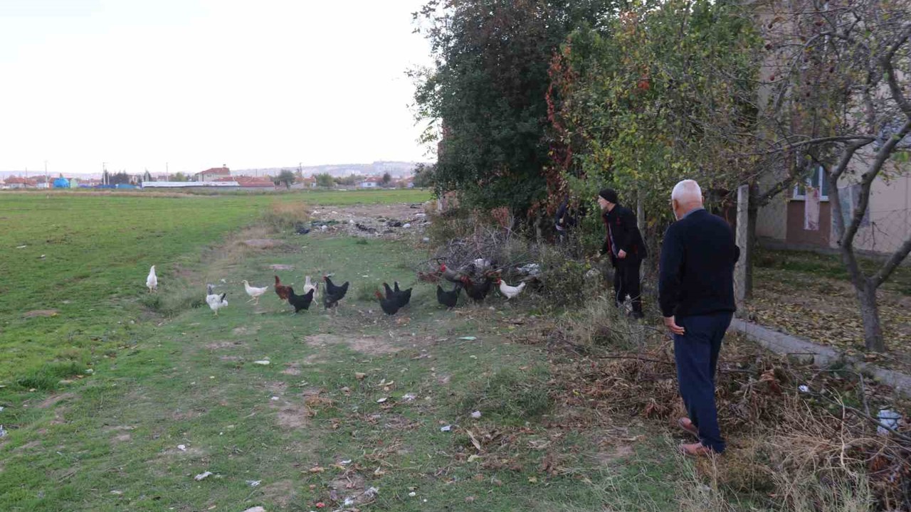 11 tavuğu köpeklerce telef edilen mahalleli hayvanlarını korumak için çobanlık yapıyor

