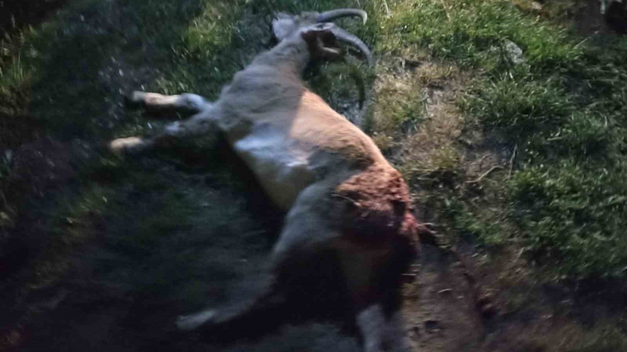 Seydişehir’de kaçak yaban keçisi avına 1 milyon 880 bin TL ceza
