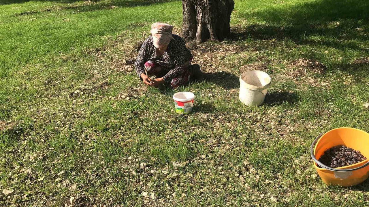 Zeytinin en doğal hali: Karaburun Furma Zeytini hasadı başladı
