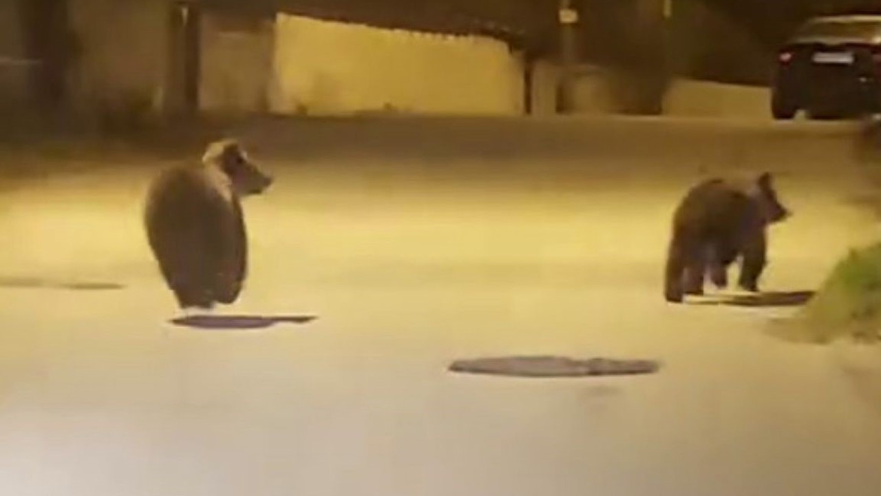 Yolda koşan ayılar kamerada
