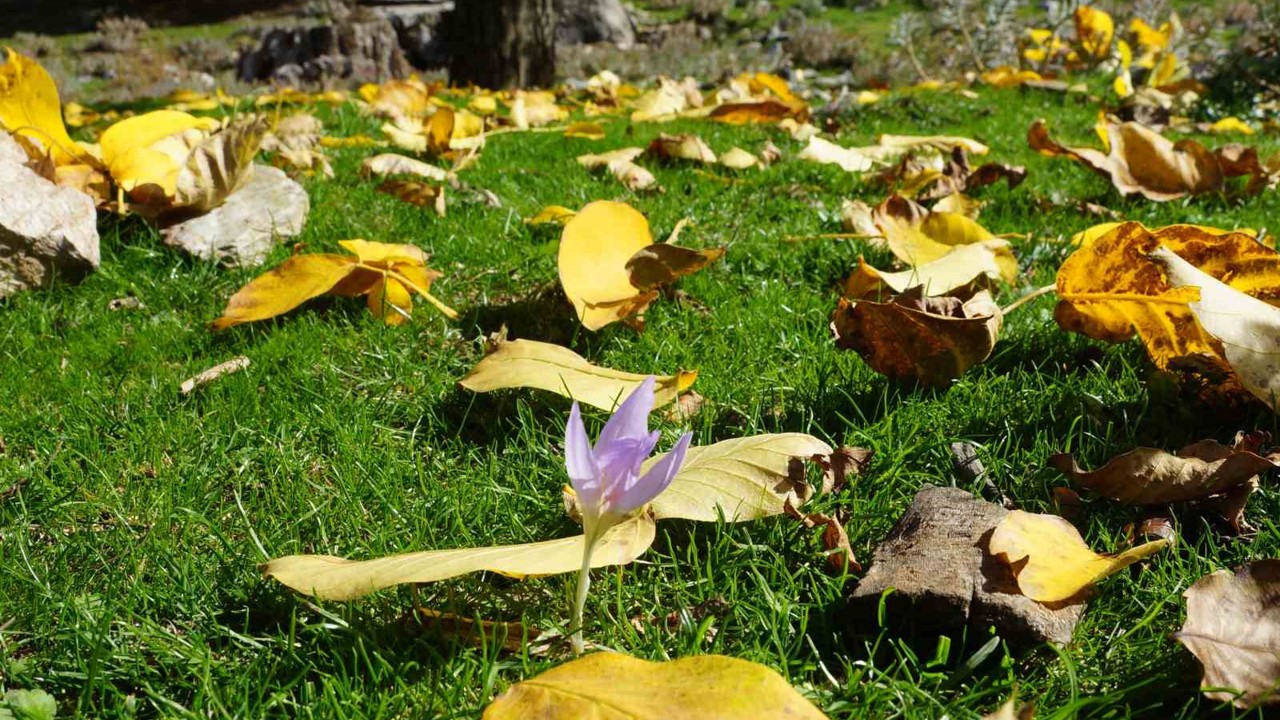 Aydın dağları sonbahara kucak açtı
