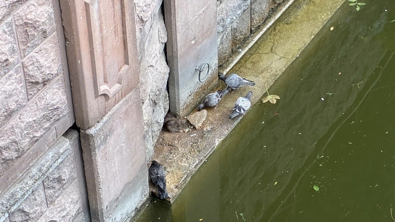 Güvercinler ve fareler yemeklerini paylaştı
