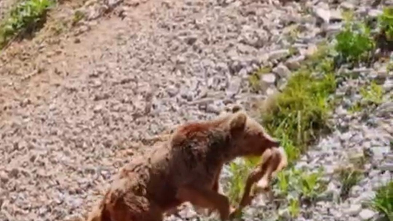 Tunceli’de ayının avı dron ile görüntülendi
