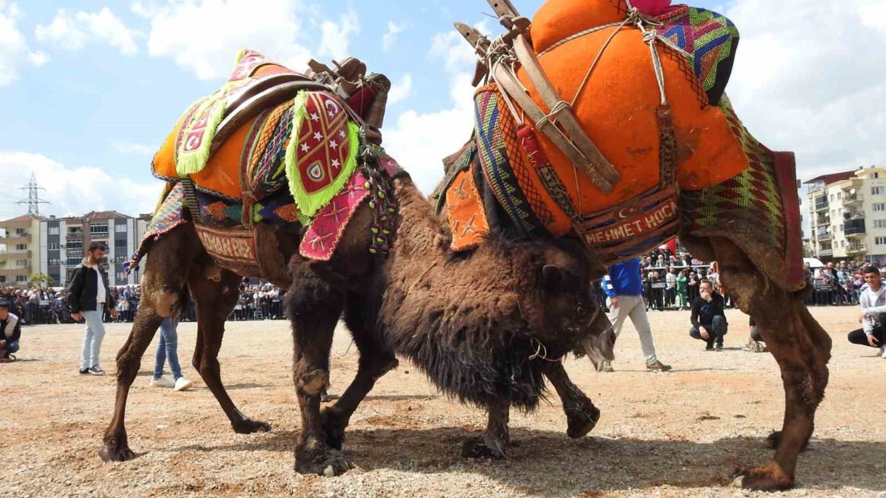 Buldan deve güreşlerine şap engeli
